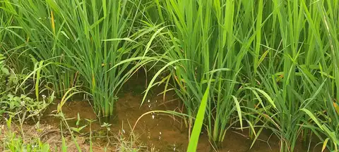 ଧାନ୍ ଗଚ୍‌