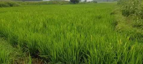 ଧାନ୍ ଫୁଲ୍‌