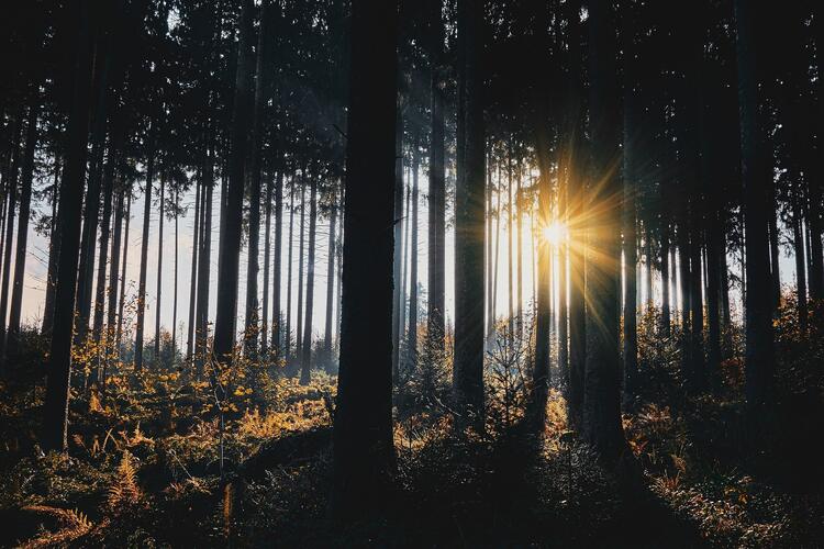 Snshine in the forest