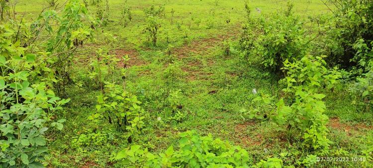 Green field