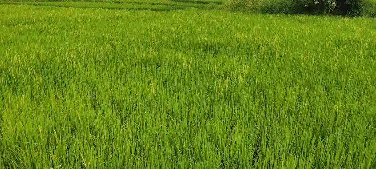 Paddy field