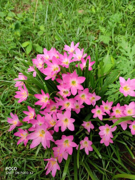 Beautiful flower