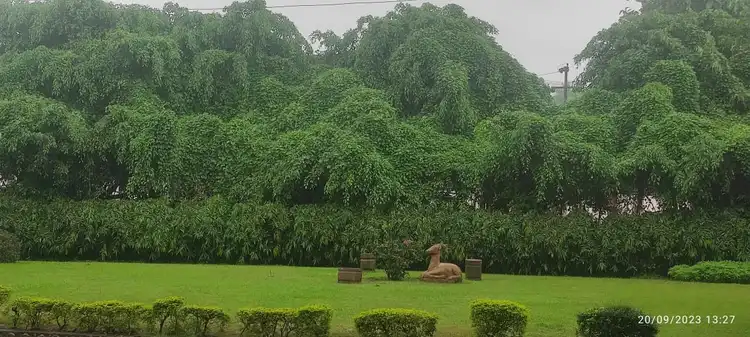 ସି ୱାଇ ଏସ୍‌ଡି